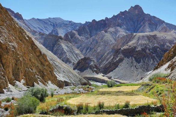 Wheat fields and dry mountains along the Markha Valley trek, Ladakh region, India