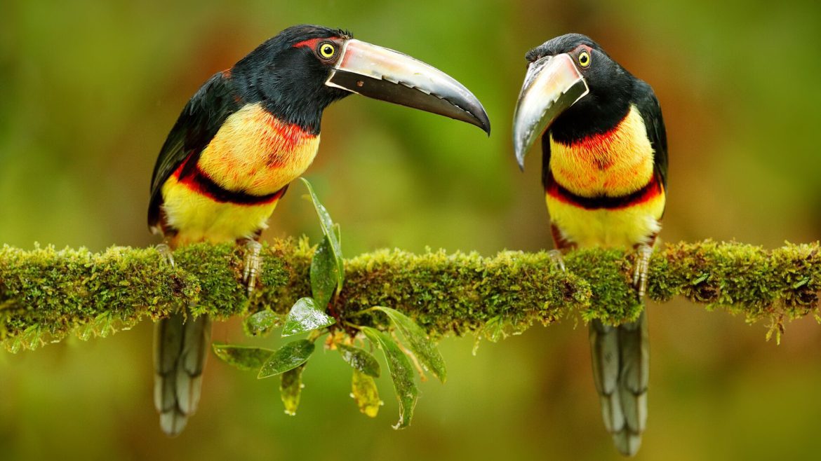 Collared aracari in Costa Rica