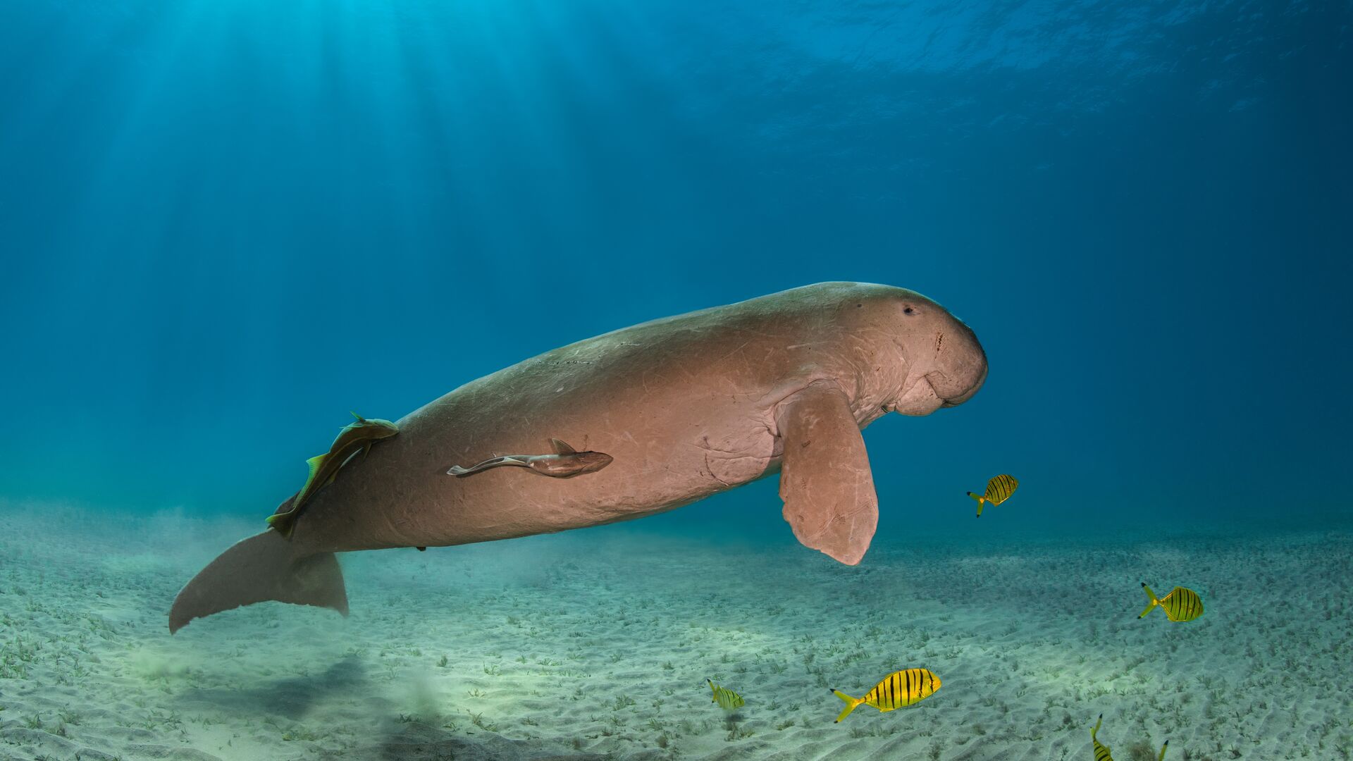 A dugong in the Red Sea