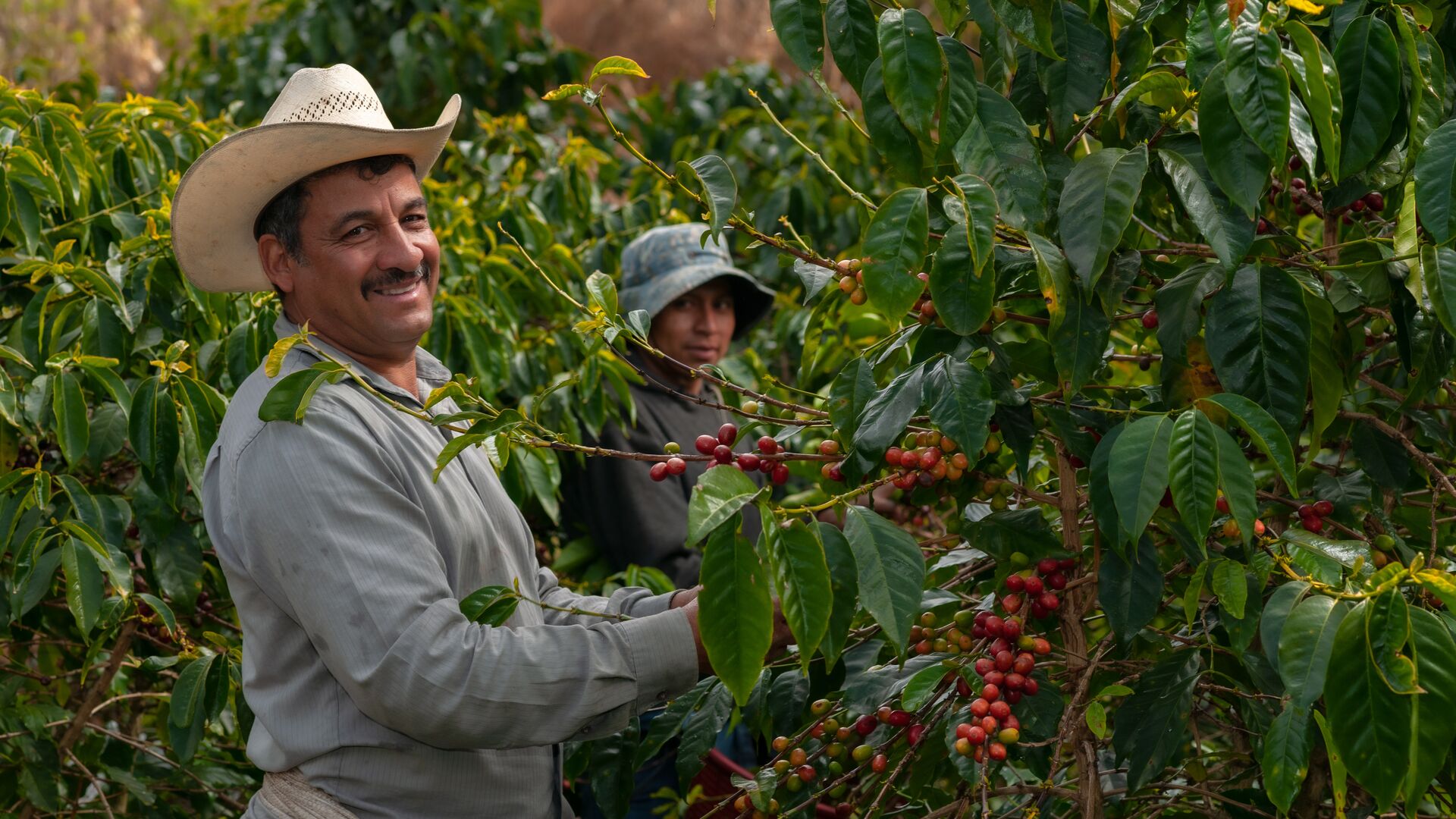 Men working at a coffee plantation in El Salvador