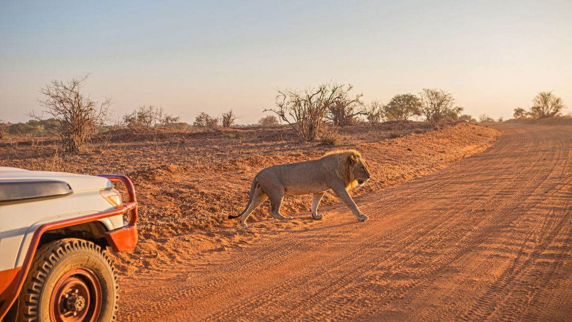 A lion crosses a dirt track in Taita Hills Wildlife Sanctuary, Kenya