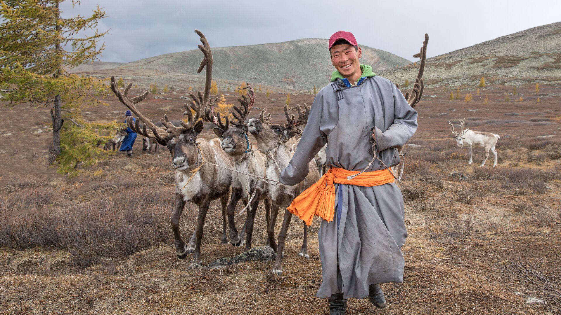 A Tsaatan reindeer herder with his herd in Mongolia