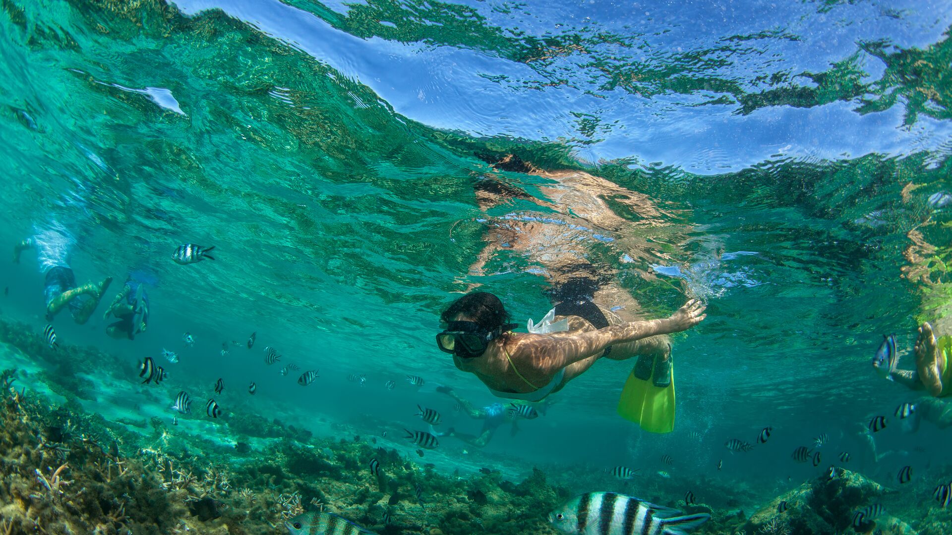 Snorkelling with zebra fish in the Red Sea