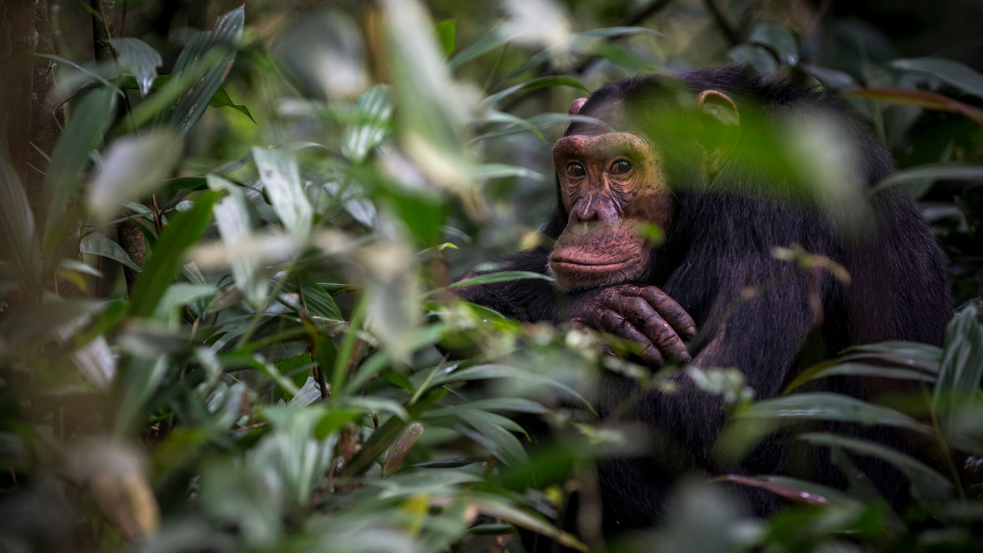 A chimp locks eyes with the camera in Kibale, Uganda