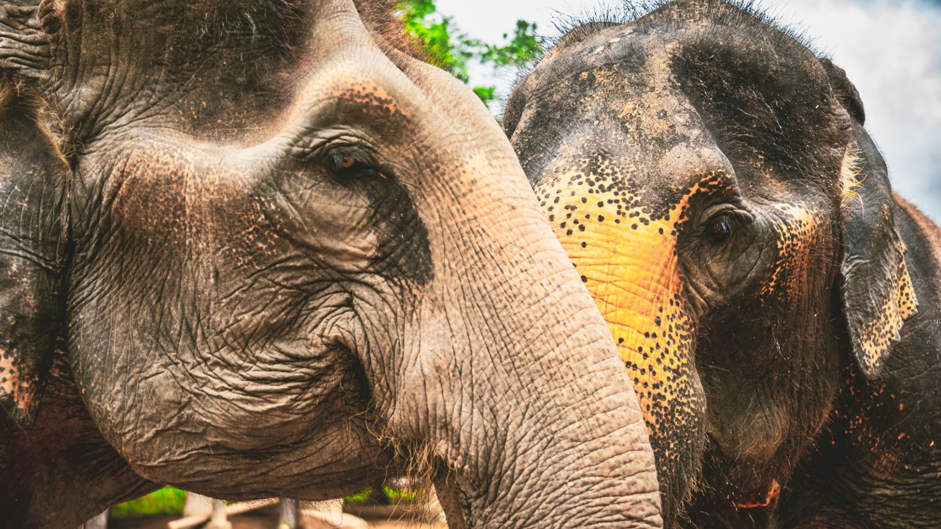 Asian elephants in Northern Thailand.