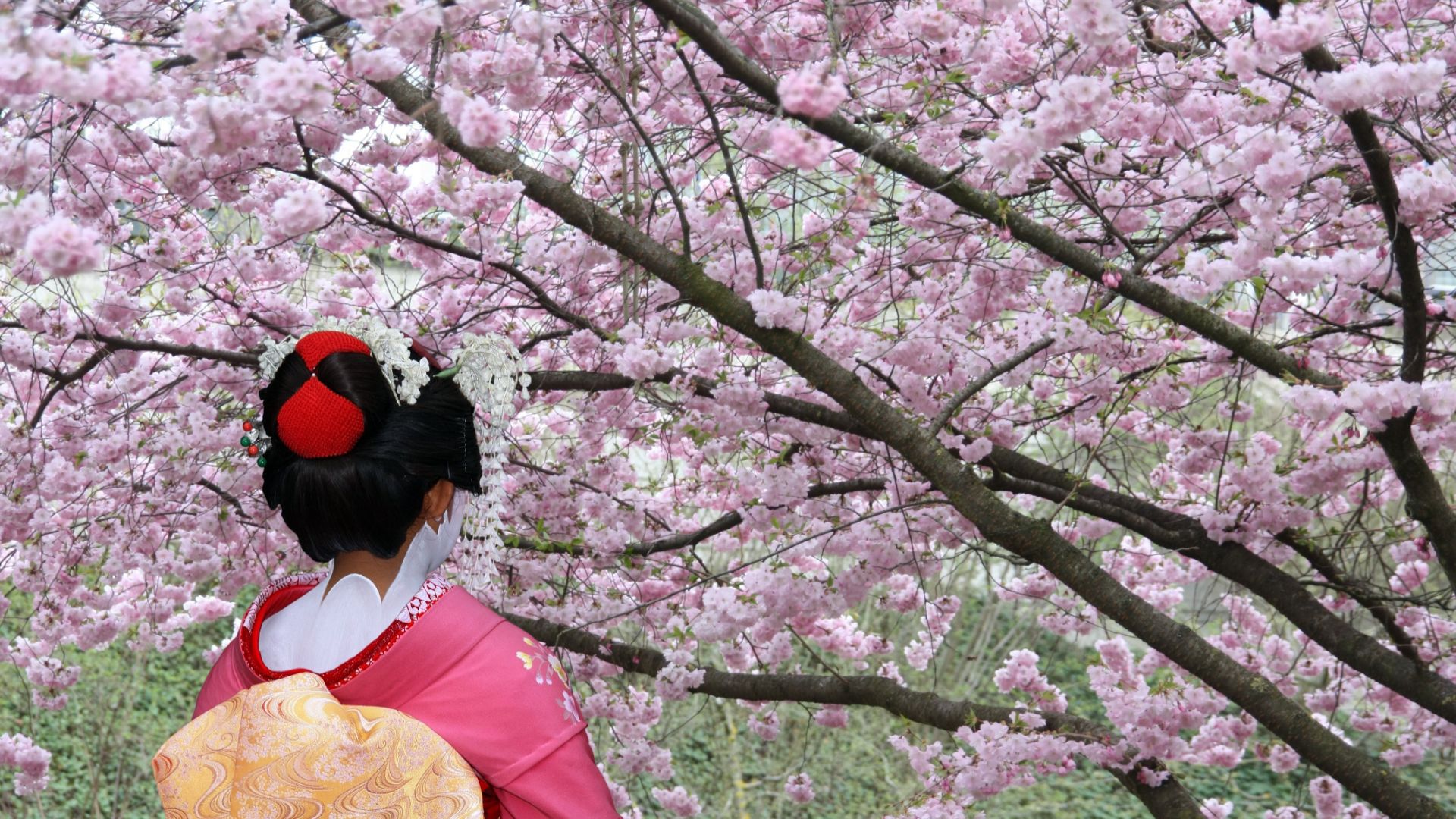 A geisha admiring sakura in Japan.