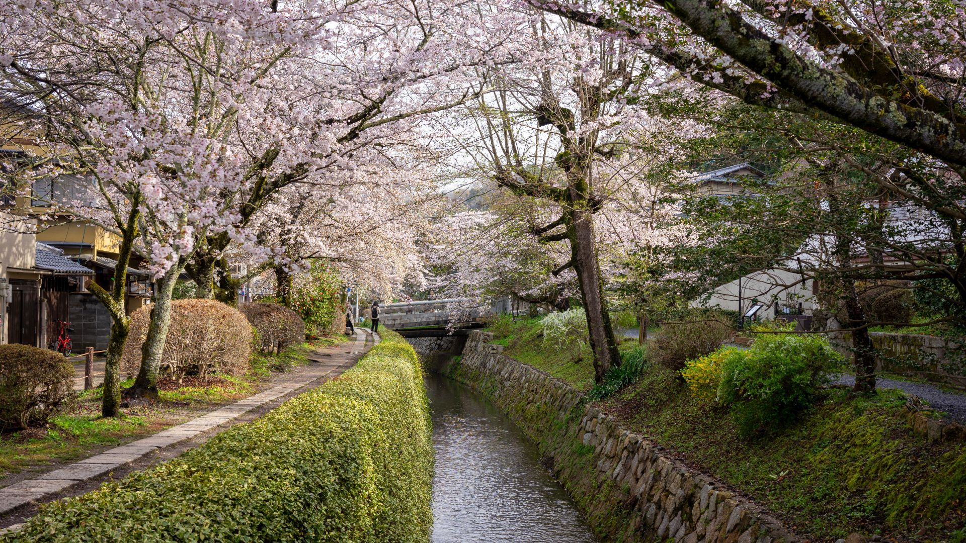 A river fanned by blossom trees in Japan.