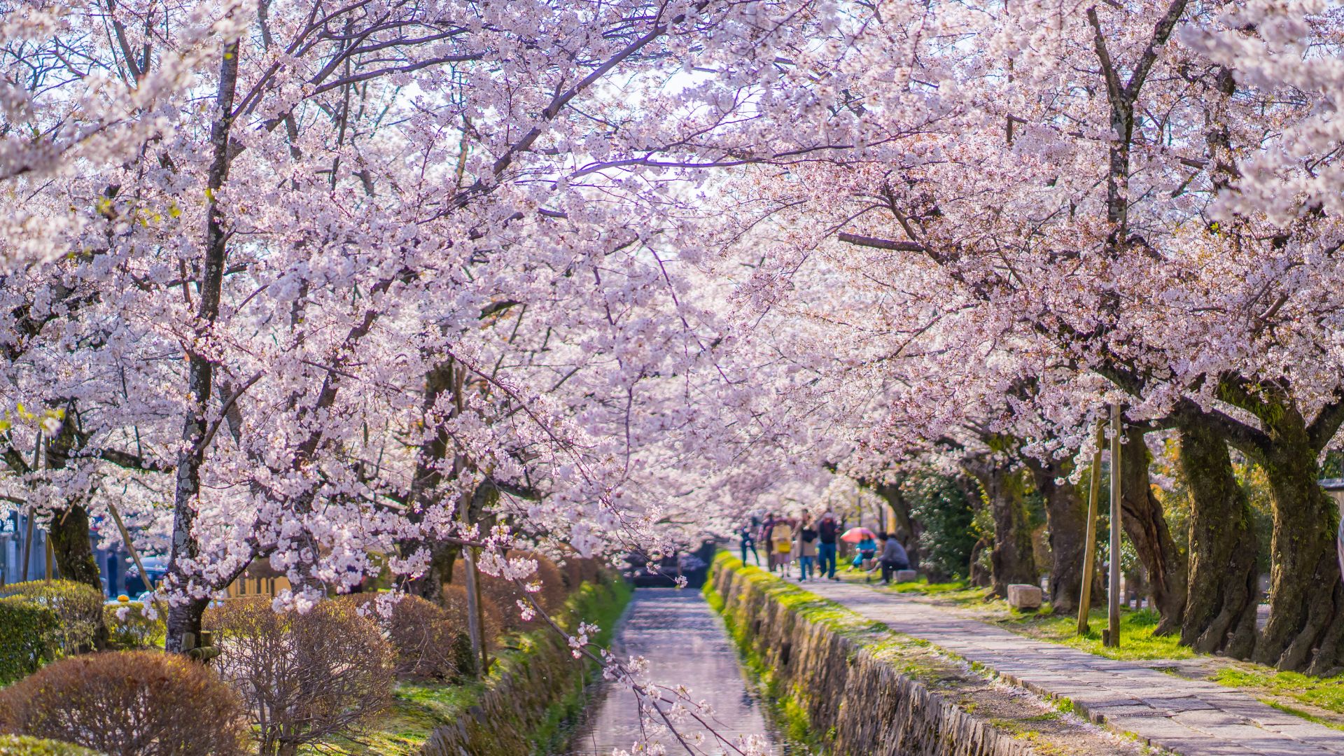 Blossoms during the spring season in Japan.