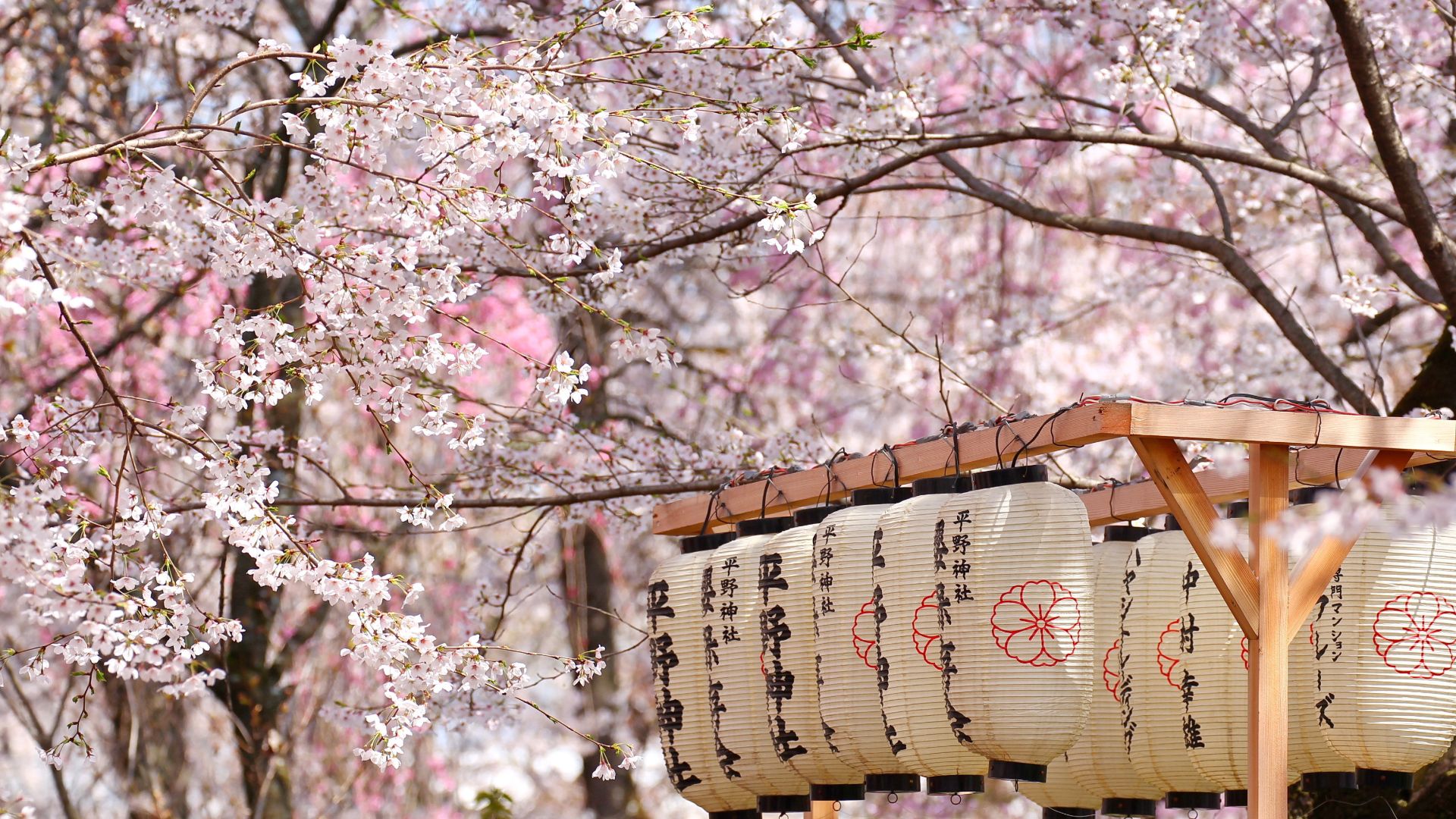 Lanterns framed by spring blossoms in Japan.