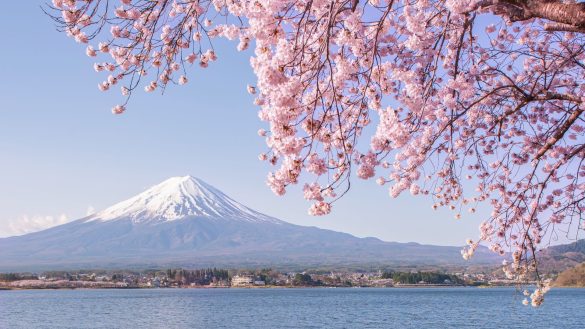 Mt Fuji in Japan during cherry blossom season.