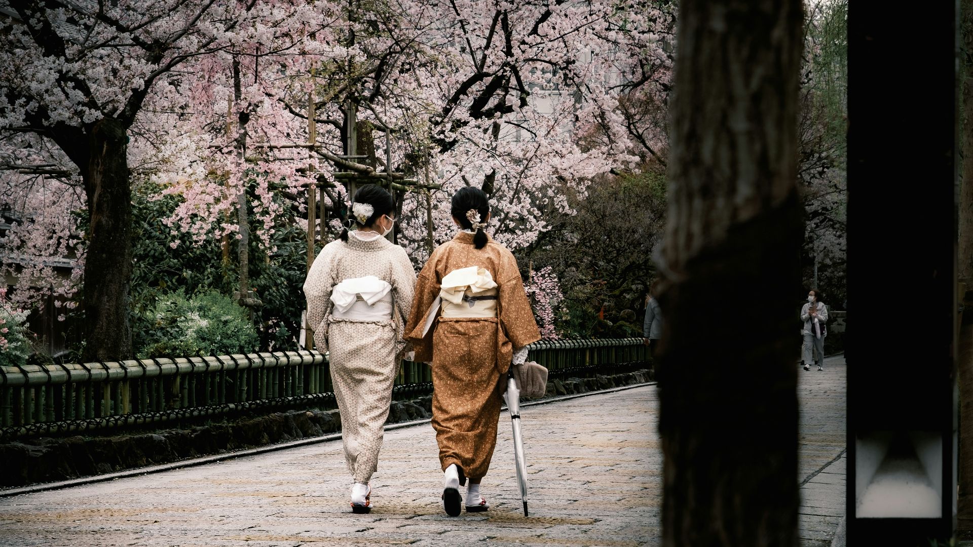 Two geisha walking under cherry blossoms in Japan.
