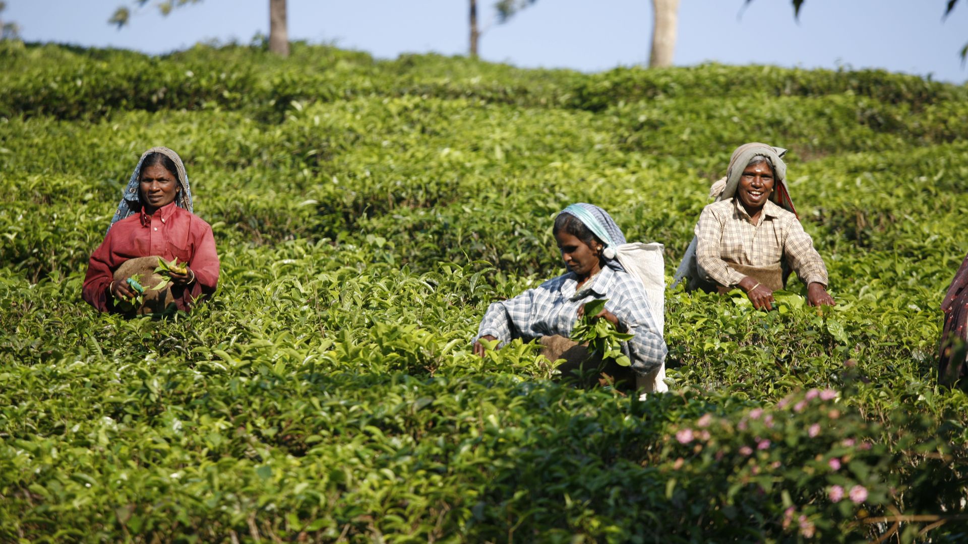 Tea pickers in India.