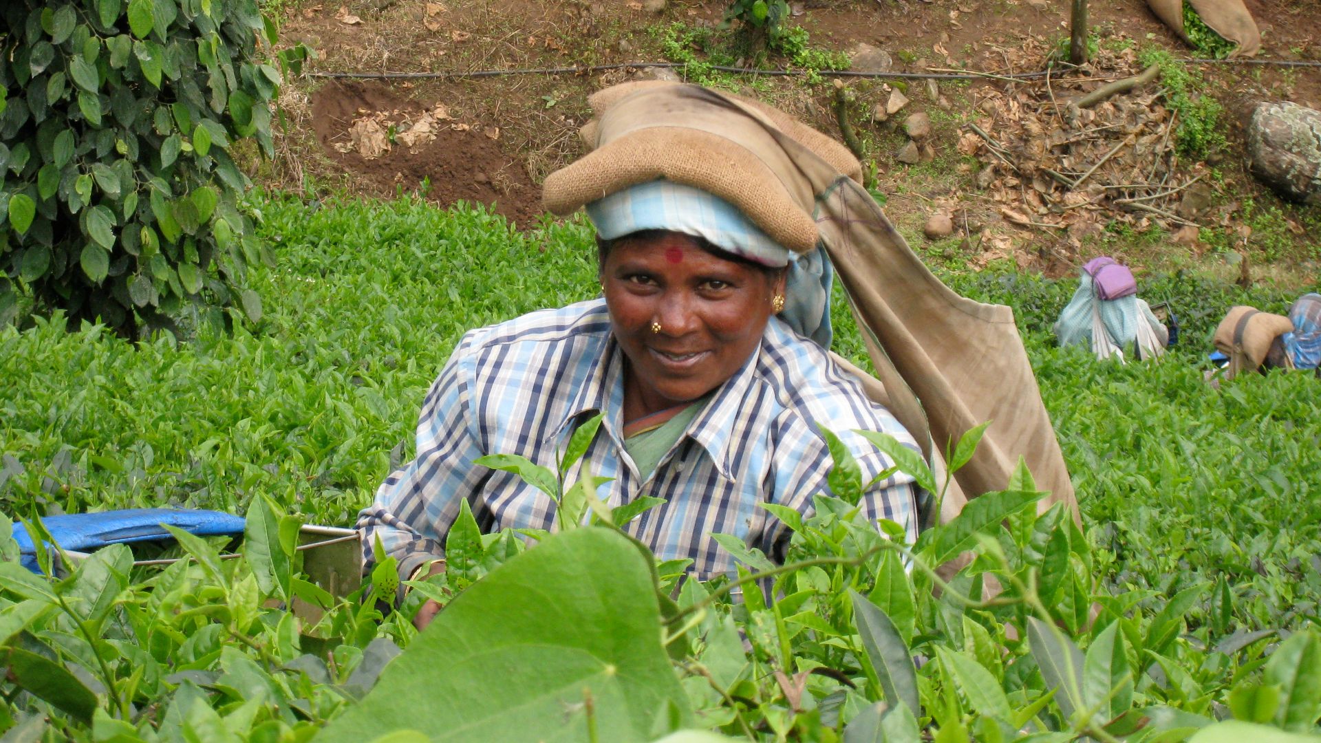 A local on a tea plantation in Kerala, India.