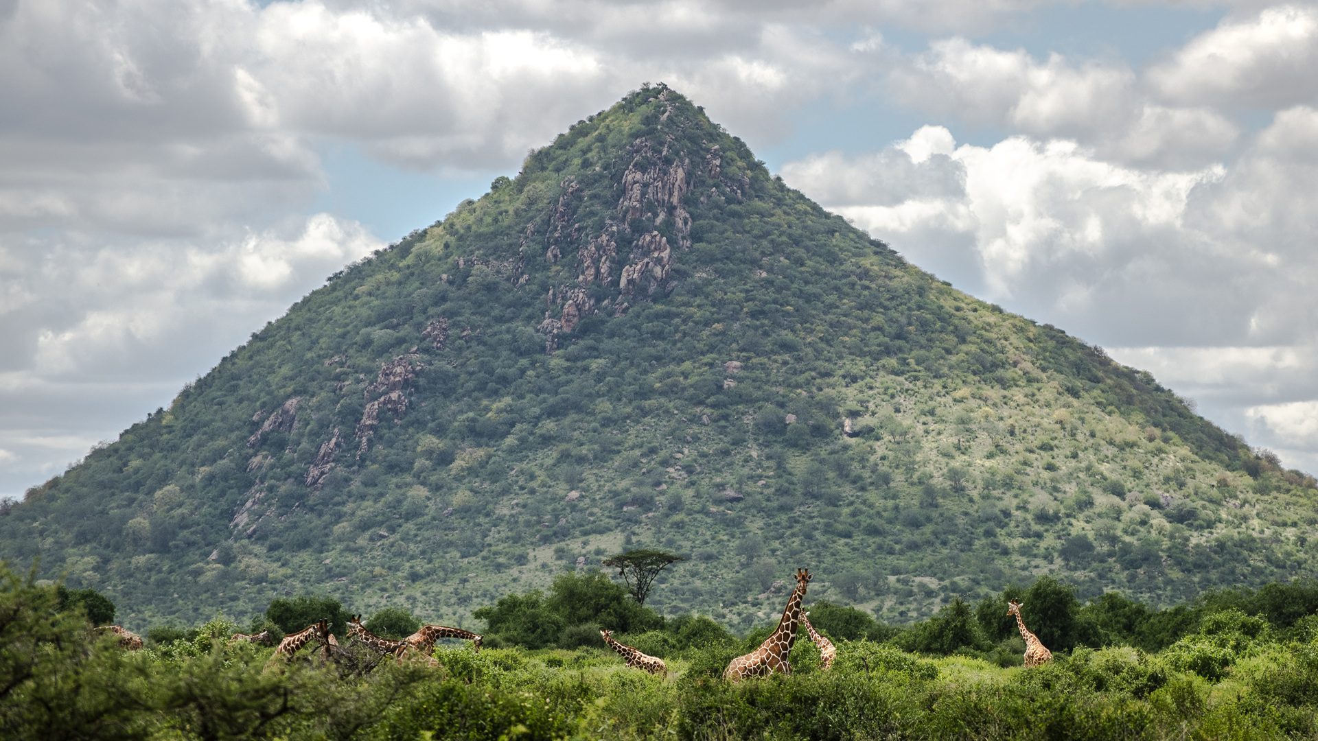 Samburu National Reserve, Kenya
