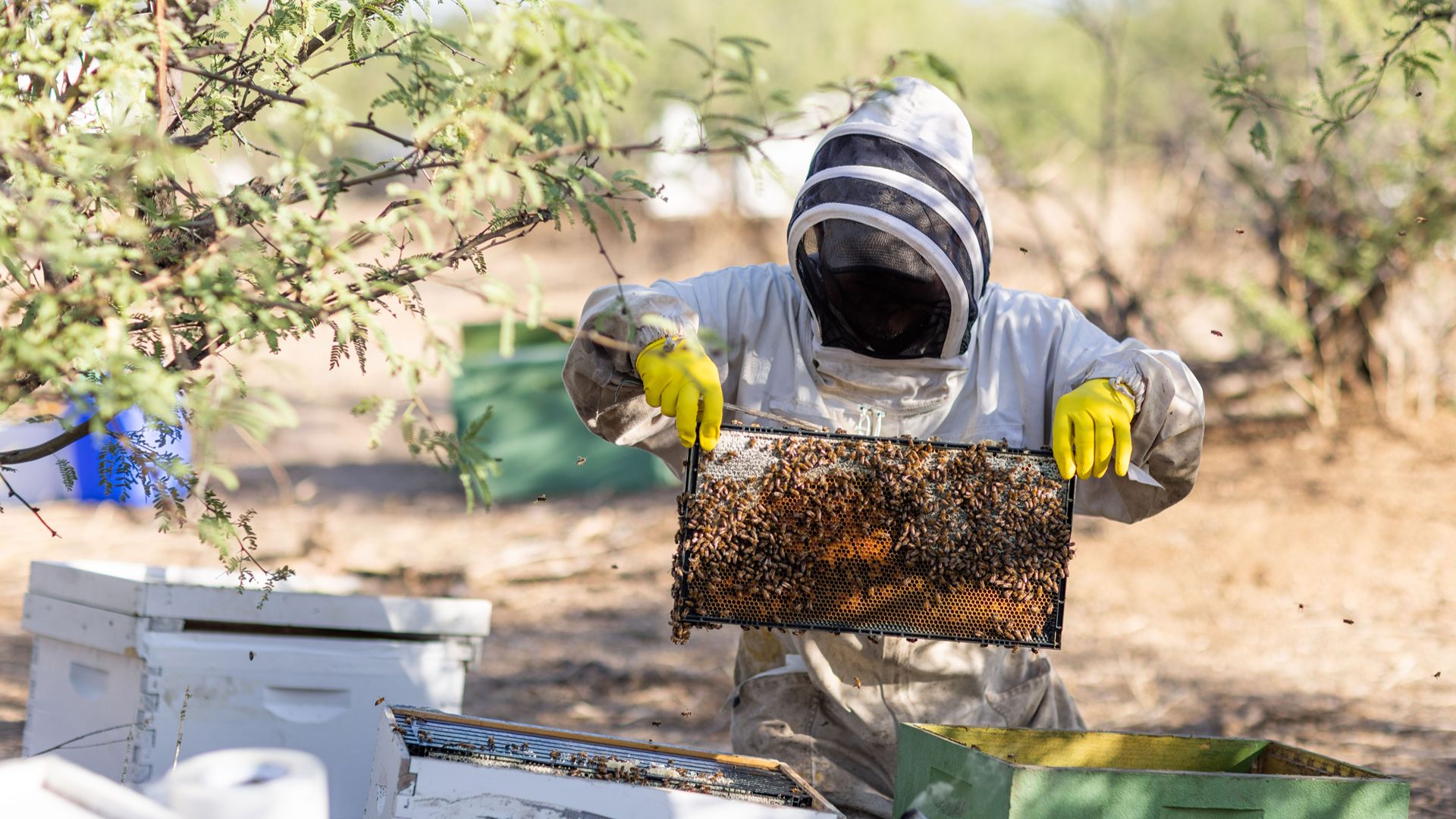 Local beekeepers in Jordan.