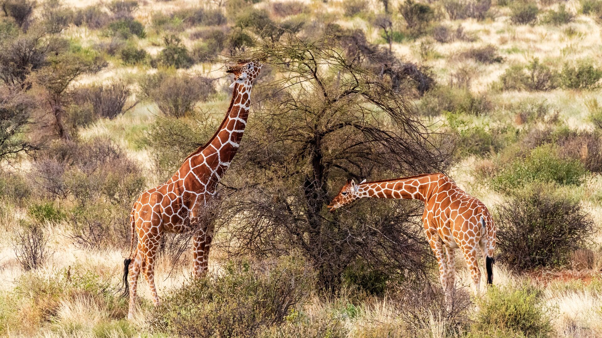 Reticulated giraffes in Samburu National Reserve, Kenya.