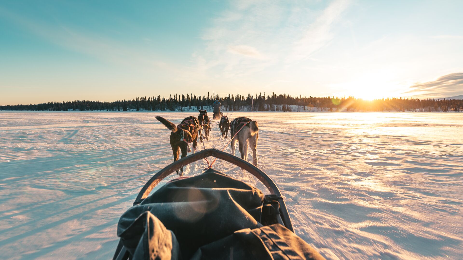 Mushing huskies on a snow safari in Norway with Intrepid.