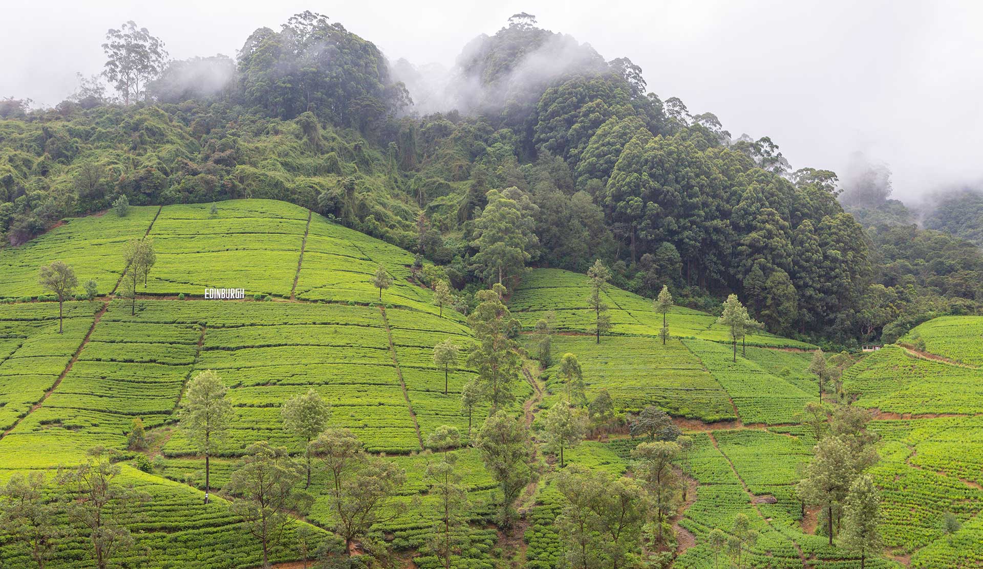 Sri Lanka's Pekoe Trail lands on Intrepid's Not Hot List this year.