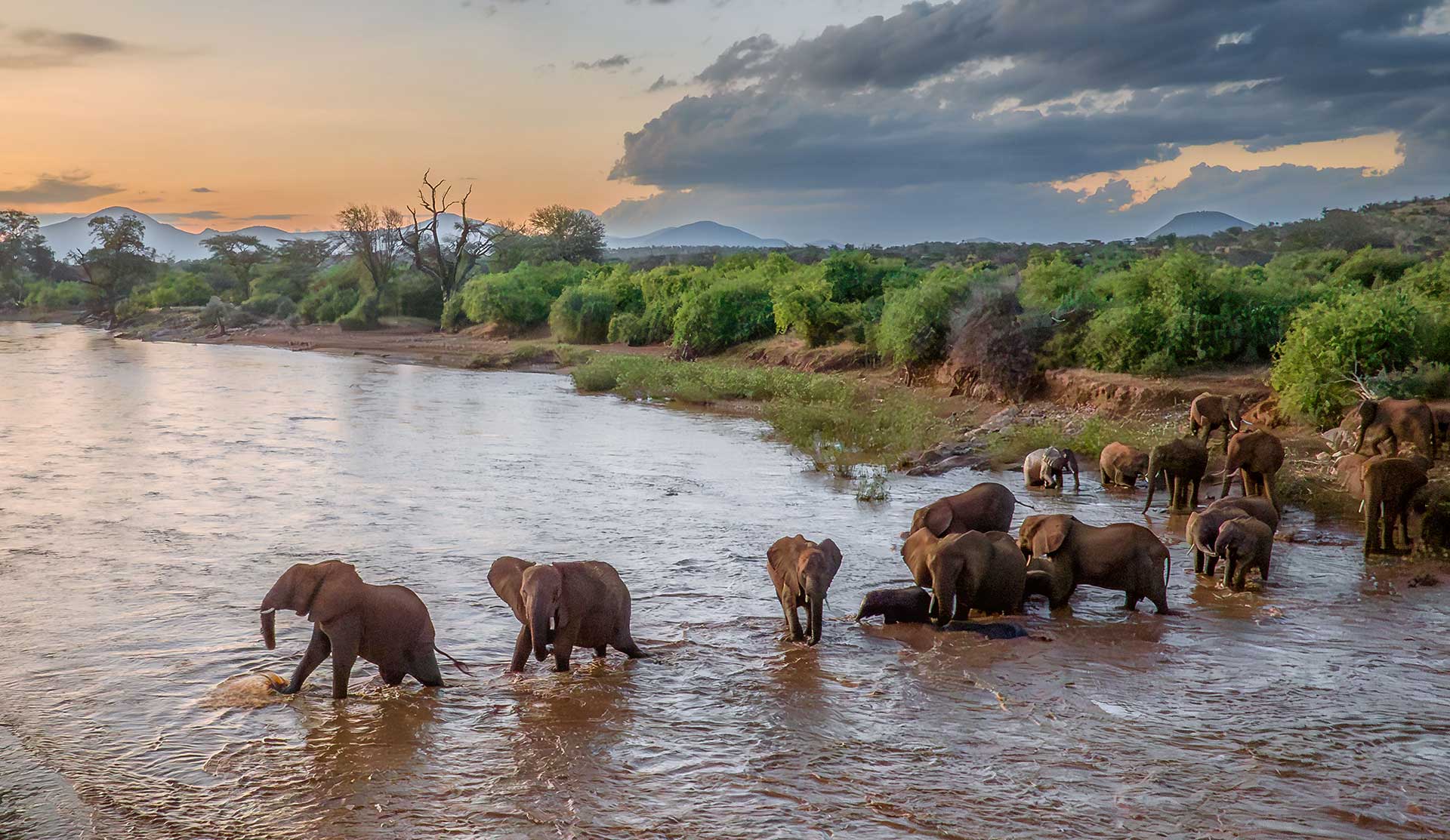 Wildlife in Samburu National Reserve, Kenya, includes elephants.