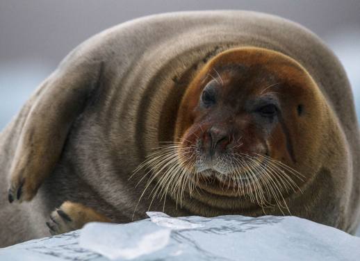 longyearbyen tourist info