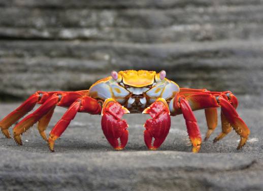 galapagos islands eco tourism