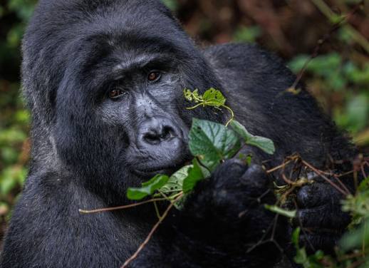 best time to visit mountain gorillas