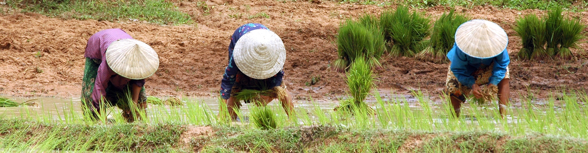 Three woman working in a rice field with hats on in Cambodia 