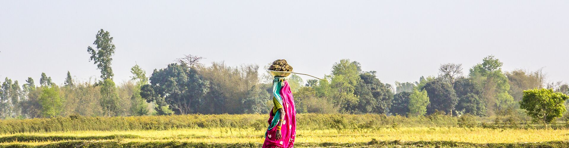 A local Nepalese woman walking and carrying fresh produce on her head in the countryside
