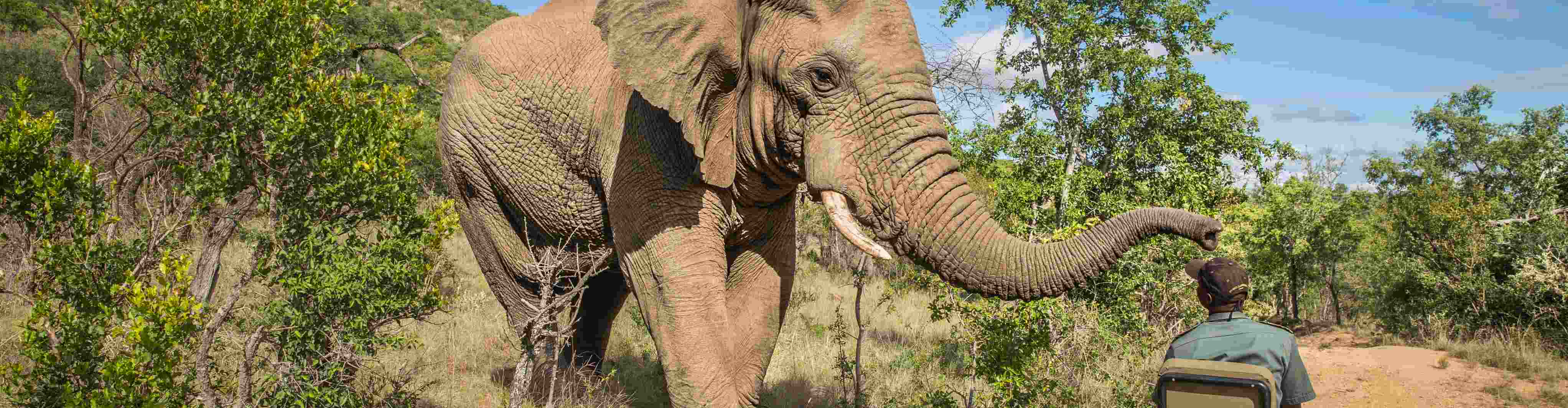 A safari vehicle encounters a curious elephant
