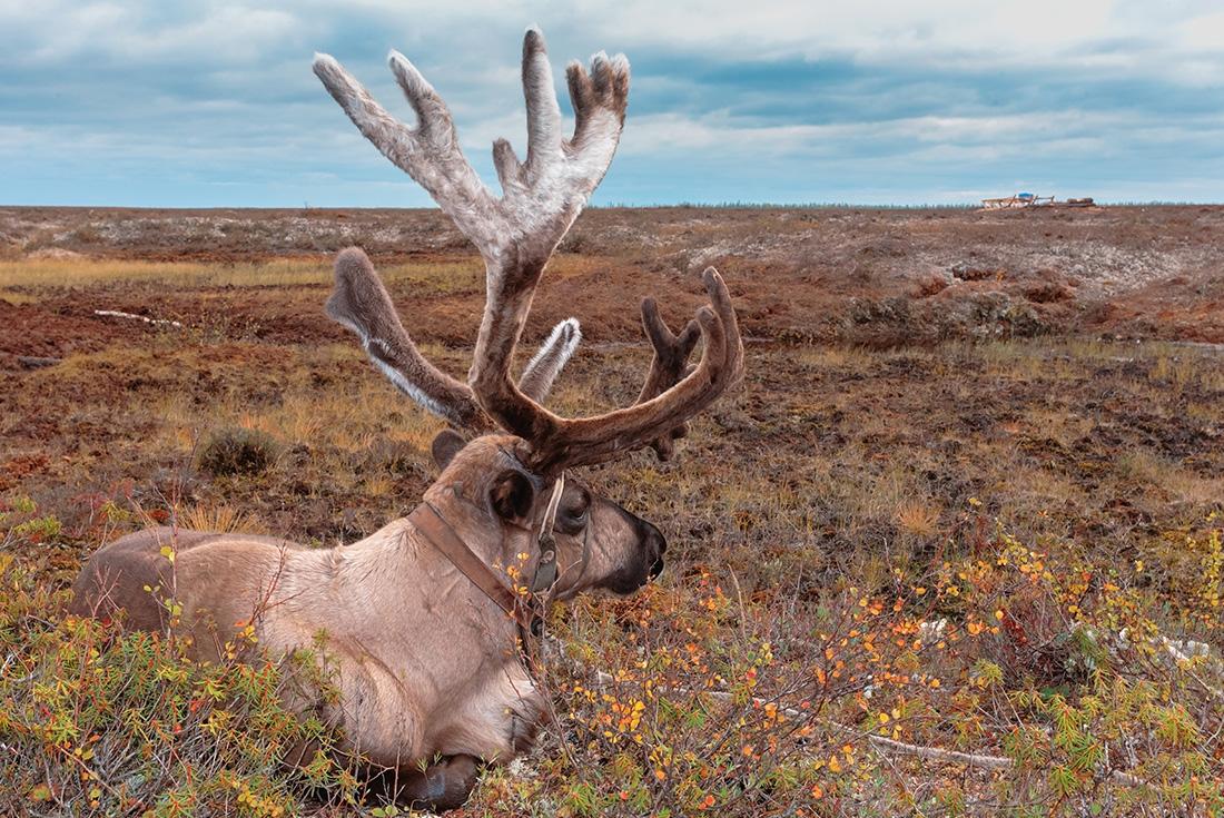 Russia Expedition - Footsteps of the Reindeer Herders | Intrepid Travel US