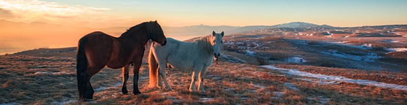 Wild horses roaming the Cincar Mountainside at sunset in Bosnia & Herzegovina