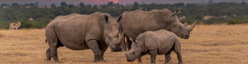 Group of rhinos at the Khama Rhino Sactuary, Botswana