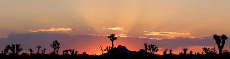 Sunset in Joshua Tree NP, California, USA