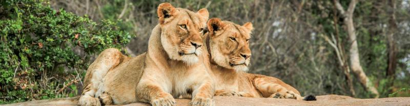 South Africa, Kruger NP, Lions