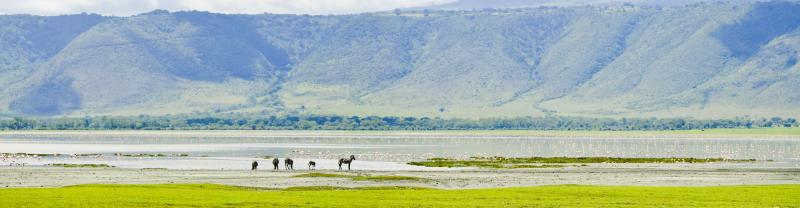 Tanzania Ngorongoro Zebras Watering hole