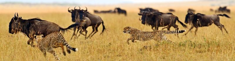 Cheetahs chase and hunt buffalo in Masai Mara
