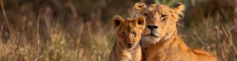 kenya_masai-mara-lion-cub-animal