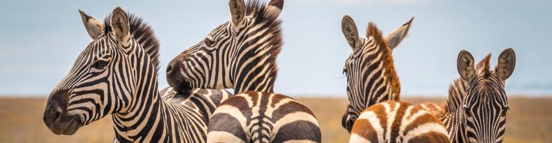 Africa zebras