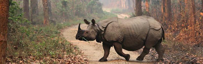 Nepal, Chitwan, Rhino