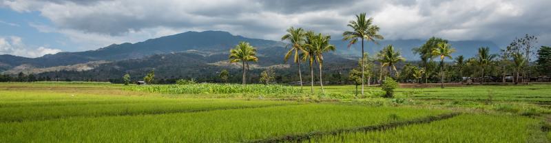 Palm trees and mountains backdrop to rice fields, Timor-Leste