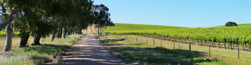 Dirt road beside vineyards in the Clare Valley, SA