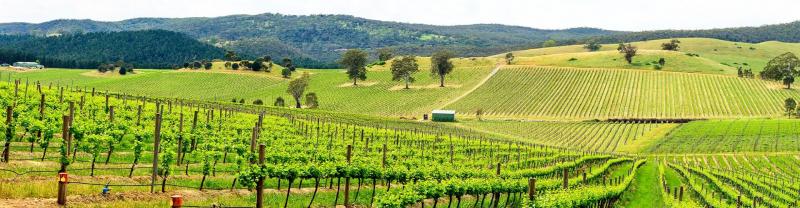 A scenic view of verdant vineyards in Barossa Valley