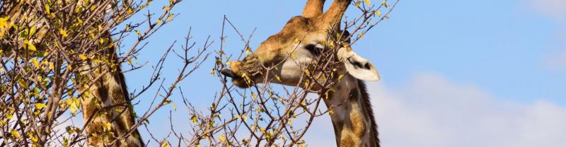 A couple giraffes grazing from a tree in Chobe National Park, Botswana