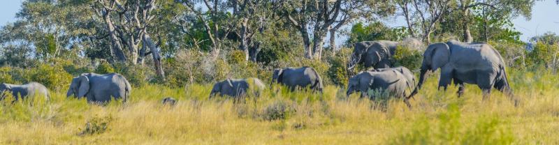 Elephants on the move in the Okavango Delta, Botswana
