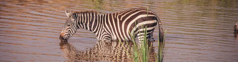 A zebra in a watering hole in Kenya