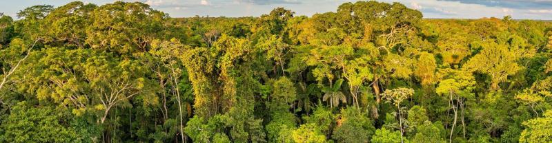 A panoramic view of trees in the Amazon Rainforest in Peru