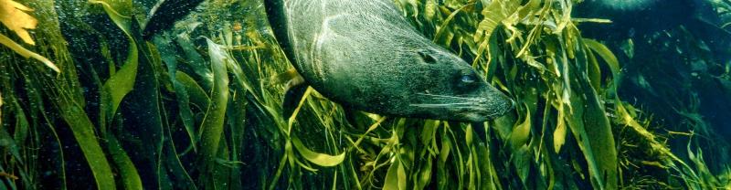 A seal swimming in seaweed