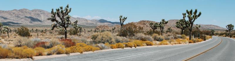 An empty road through the middle of Joshua Tree National Park with desert vegetation lining it