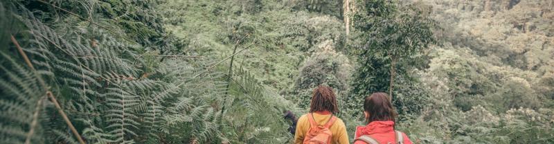 Two travelers hiking through the jungle on a gorilla trek in Uganda