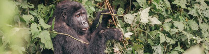 Gorilla sitting in tree, Uganda